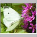 Pieris rapae - Kleiner Kohlweissling 09.jpg
